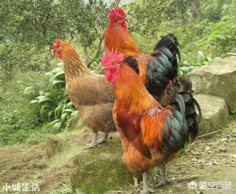 怎样实现土鸡养殖效益的最大化?