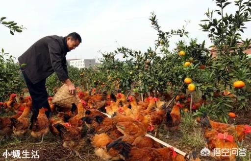 怎样实现土鸡养殖效益的最大化?
