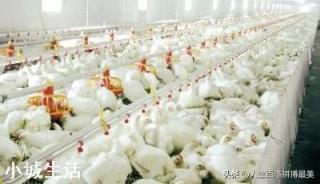 雞舍用什么消毒？