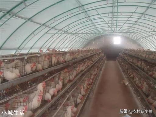 雞舍用什么消毒？