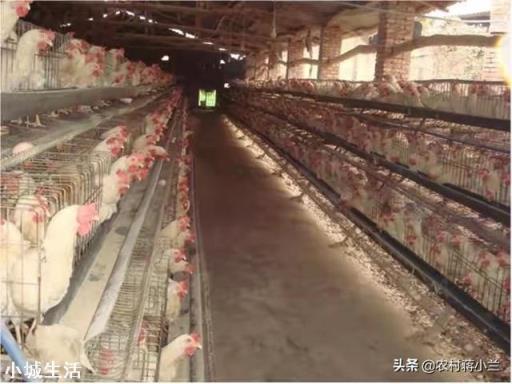 雞舍用什么消毒？