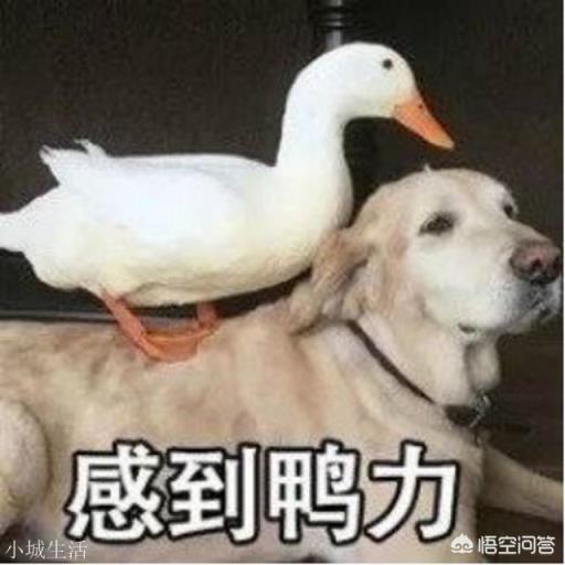 鸭的哪种做法最好吃？