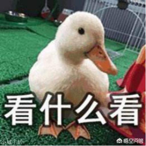 鸭的哪种做法最好吃？