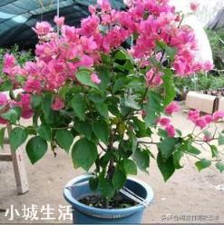 三角梅出现黄叶什么原因造成，该如何预防呢？
