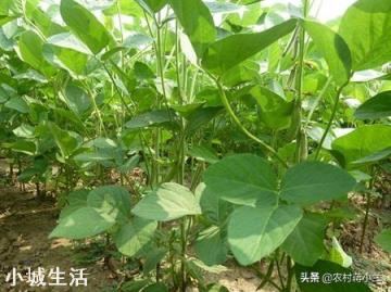 大豆地可以养土鸡吗？