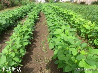 大豆地可以养土鸡吗？