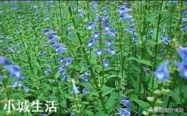 野生半枝莲一般生长在什么地方？可以人工种植吗？