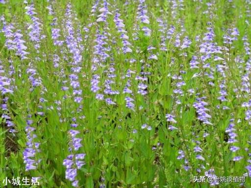 野生半枝莲一般生长在什么地方？可以人工种植吗？