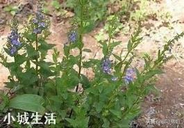 野生半枝莲一般生长在什么地方？可以人工种植吗？