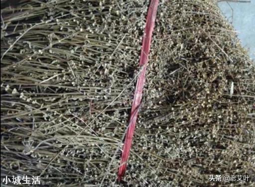 野生半枝莲一般生长在什么地方？可以人工种植吗？