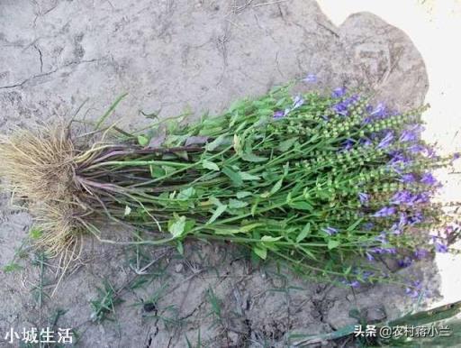 野生半枝莲一般生长在什么地方？可以人工种植吗？