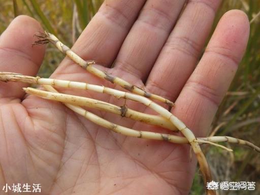 农村的茅草根有什么作用，现在价格如何？