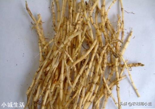 农村的茅草根有什么作用，现在价格如何？