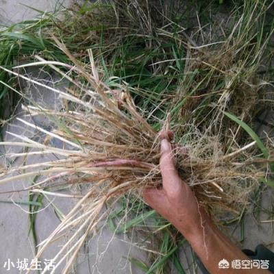 农村的茅草根有什么作用，现在价格如何？