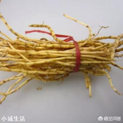 农村的茅草根有什么作用，现在价格如何？
