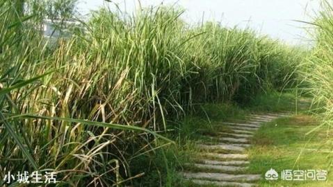 农村的茅草根有什么作用，现在价格如何？
