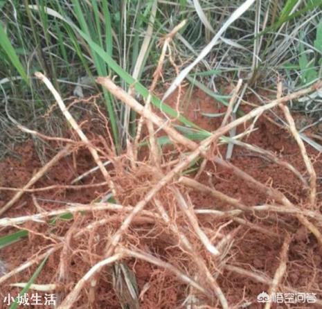 农村的茅草根有什么作用，现在价格如何？