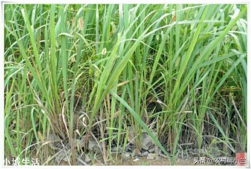 农村的茅草根有什么作用，现在价格如何？