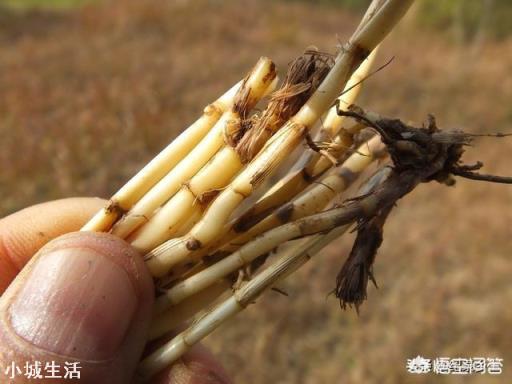 农村的茅草根有什么作用，现在价格如何？