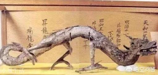 日本瑞龙寺存放的真龙标本和河童标本到底是不是真的？有没有做过科学鉴定？