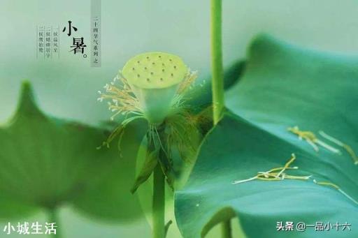 今天小暑,农村老人常说:“小暑热得透,大暑凉飕飕”,啥意思?