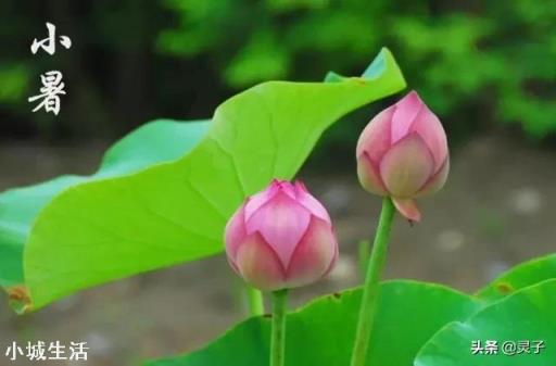 今天小暑,农村老人常说:“小暑热得透,大暑凉飕飕”,啥意思?