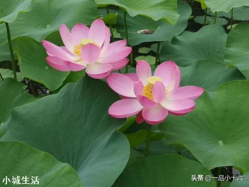 今天小暑,农村老人常说:“小暑热得透,大暑凉飕飕”,啥意思?