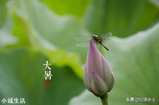 今日小暑，农村俗语&amp;quot;小暑浇了头，四十五天不放牛&amp;quot;这句话啥意思？