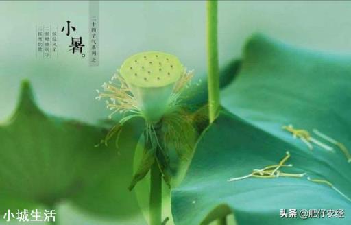 今日小暑，农村俗语&amp;quot;小暑浇了头，四十五天不放牛&amp;quot;这句话啥意思？