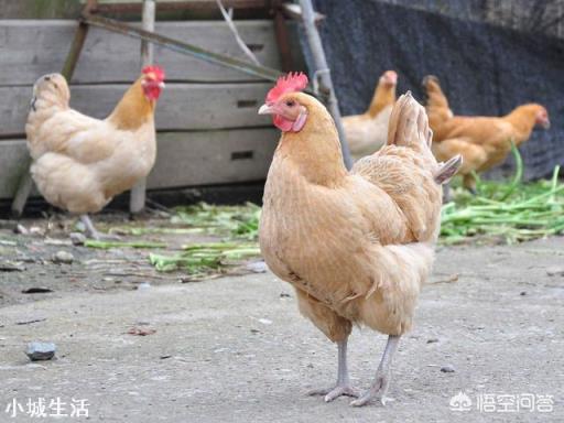一向火热的农家土鸡，为什么现在无人问津了？