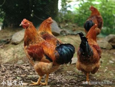 一向火热的农家土鸡，为什么现在无人问津了？