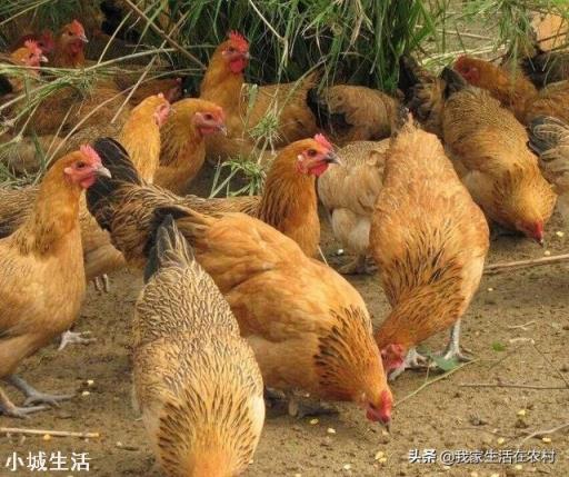 一向火热的农家土鸡，为什么现在无人问津了？