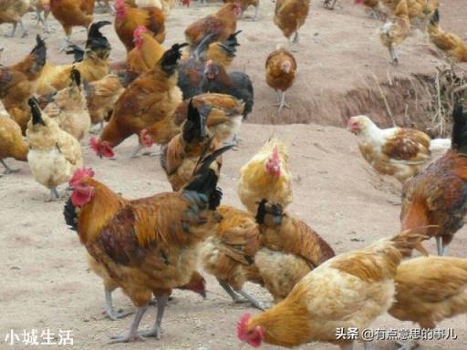 一向火热的农家土鸡，为什么现在无人问津了？