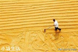 小麦是晒干卖划算还是在地头直接卖划算？