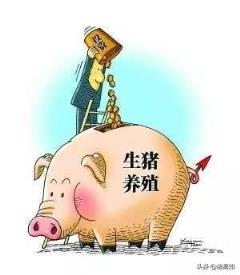 你认为农村中的大规模养殖业,是养肥猪划算还是母猪赚钱,为什么?