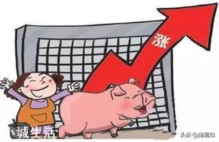 你认为农村中的大规模养殖业,是养肥猪划算还是母猪赚钱,为什么?