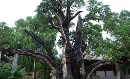 中国存有5000年的古柏 最古老的柏树