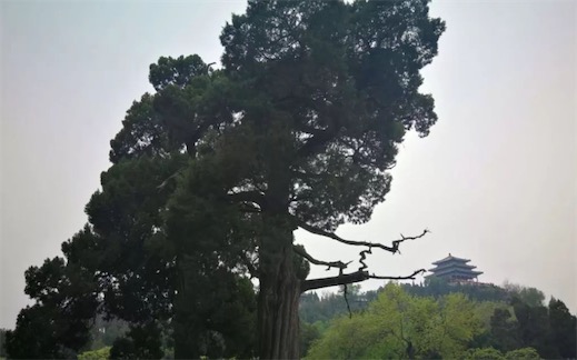 中国存有5000年的古柏 最古老的柏树