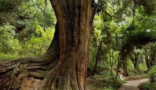 中国存有5000年的古柏 最古老的柏树