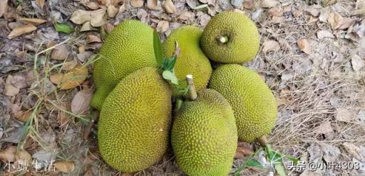 如何挑选菠萝蜜？