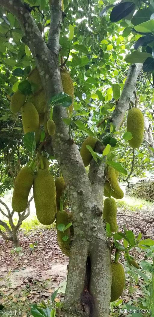 如何挑选菠萝蜜？