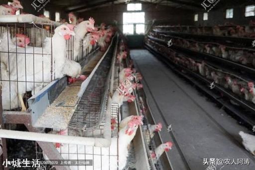 养鸡场水线通水管如何冲水才能冲干净?是从后面往前冲好,还是从前往后面冲水好呢?