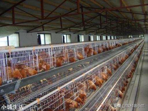 养鸡场水线通水管如何冲水才能冲干净?是从后面往前冲好,还是从前往后面冲水好呢?