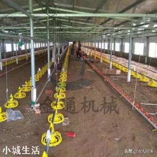 养鸡场水线通水管如何冲水才能冲干净?是从后面往前冲好,还是从前往后面冲水好呢?