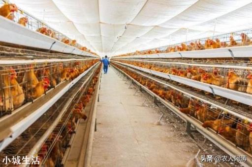 养鸡场水线通水管如何冲水才能冲干净?是从后面往前冲好,还是从前往后面冲水好呢?
