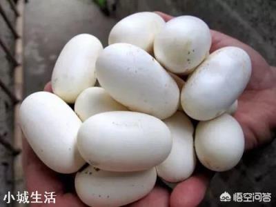 在农村的户外捡到很多的蛇蛋,蛇蛋有没有毒呢?可不可以吃呢?