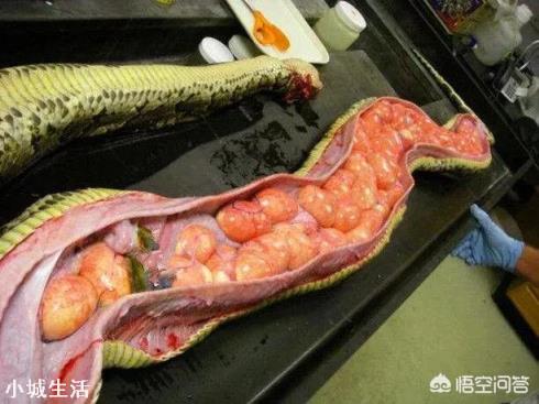 在农村的户外捡到很多的蛇蛋,蛇蛋有没有毒呢?可不可以吃呢?