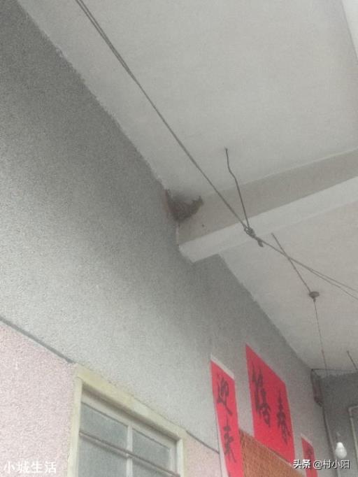 各位为什么现在看不到蜻蜓螳螂燕子了？