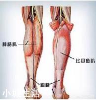 小腿有脂肪又有肌肉,该怎么瘦?