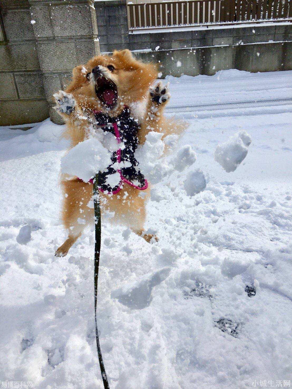 梦见下雪是什么意思(梦见下雪的网络用语是什么梗)